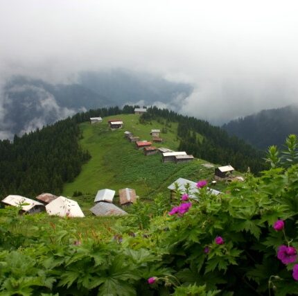 Pokut Turu
